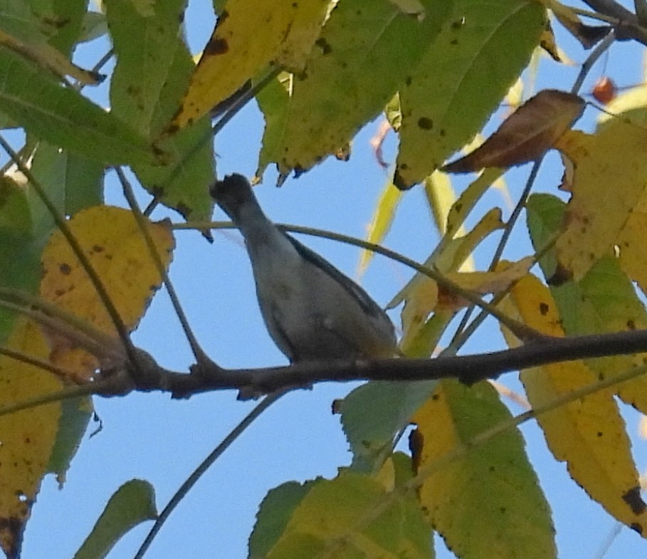 Northern Parula - ML644961051