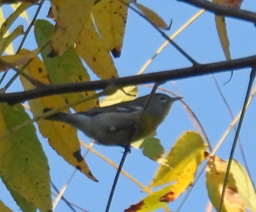 Northern Parula - ML644961052