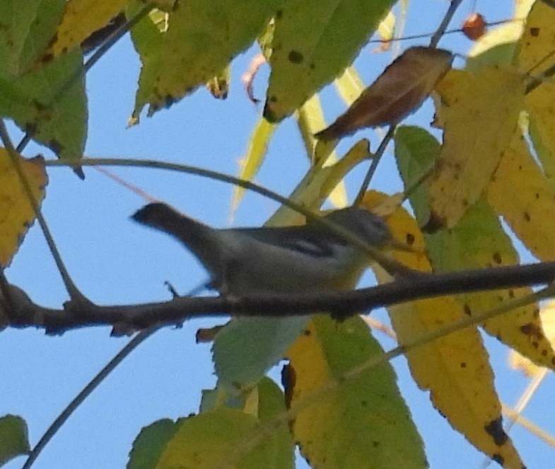 Northern Parula - ML644961053
