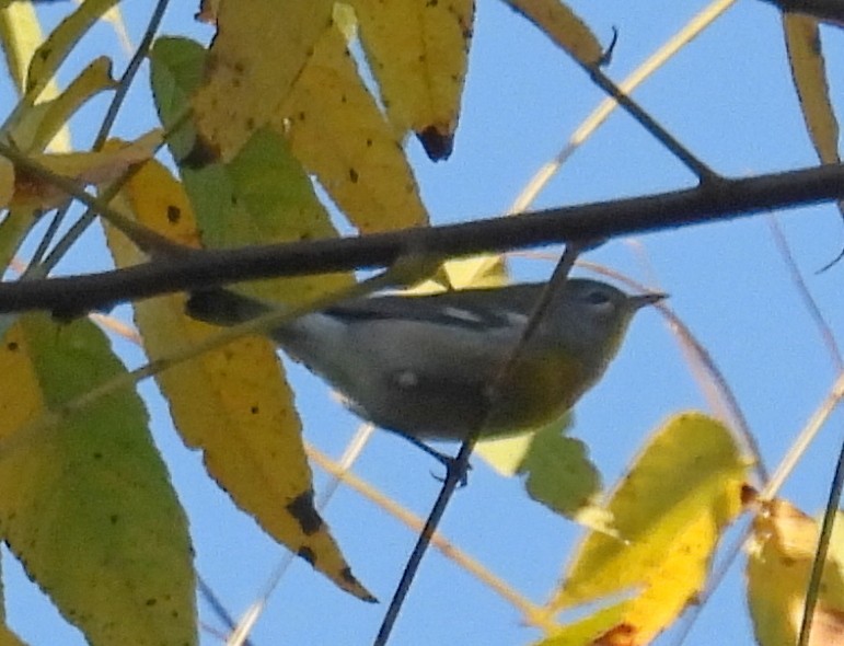 Northern Parula - ML644961054