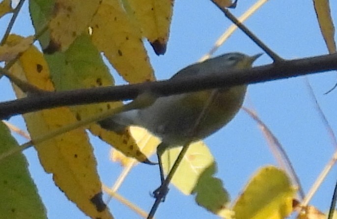 Northern Parula - ML644961055