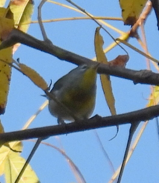 Northern Parula - ML644961056