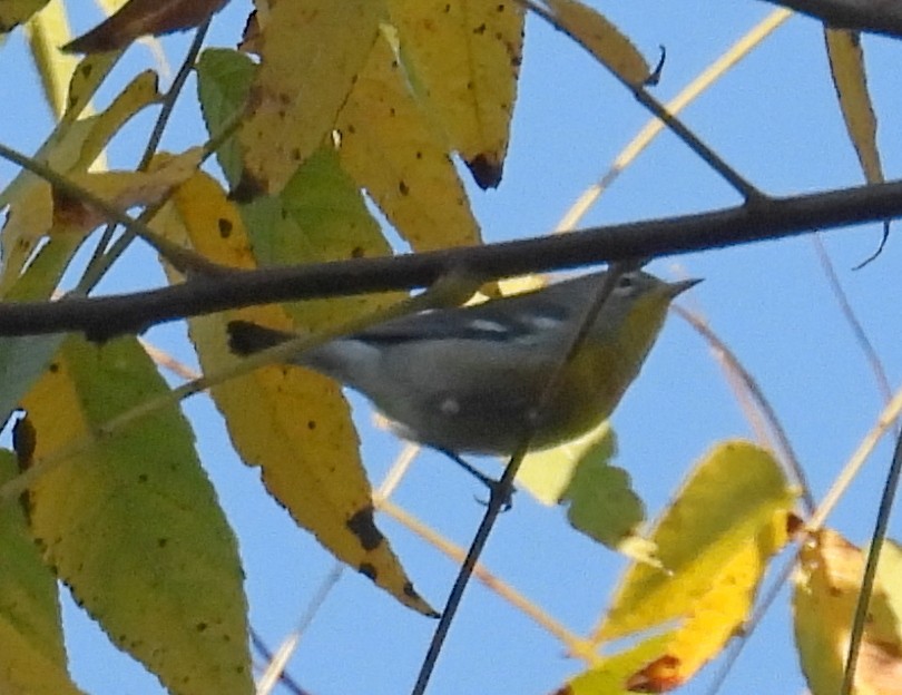 Northern Parula - ML644961057