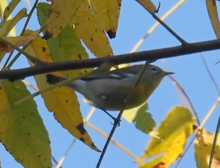 Northern Parula - ML644961058