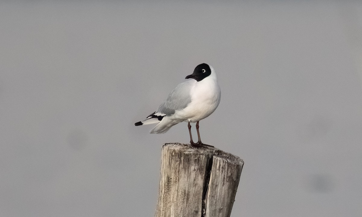 Andean Gull - ML644961066