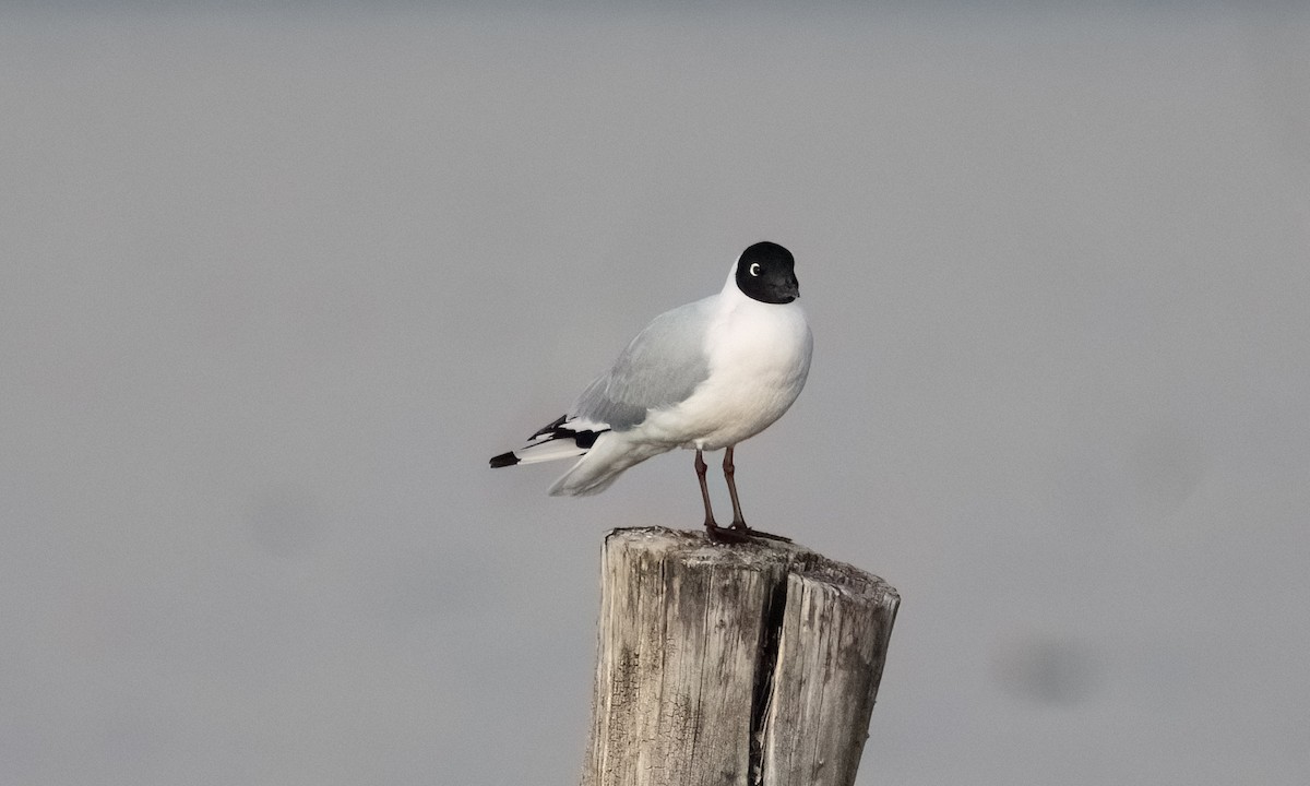 Andean Gull - ML644961067
