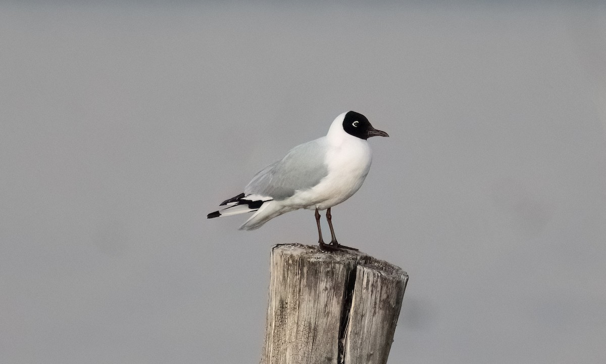 Andean Gull - ML644961068
