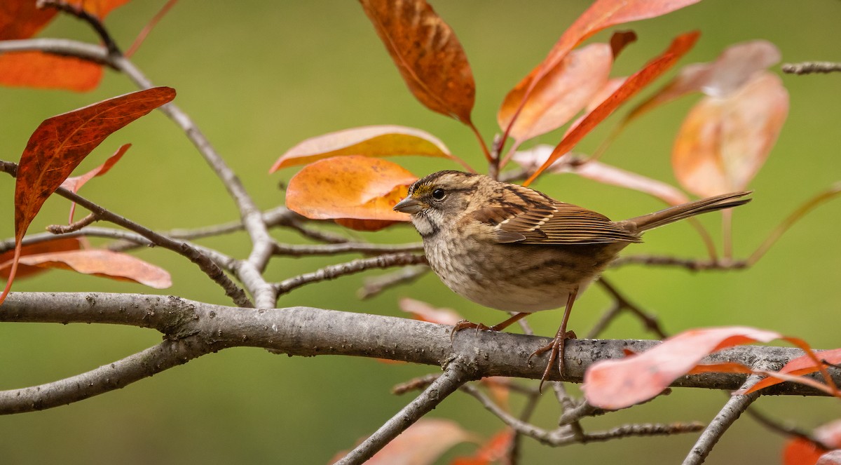 White-throated Sparrow - ML644961106