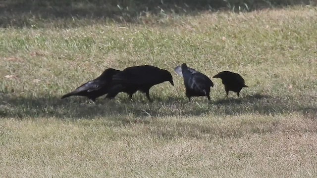 Amerika Kargası - ML644961114