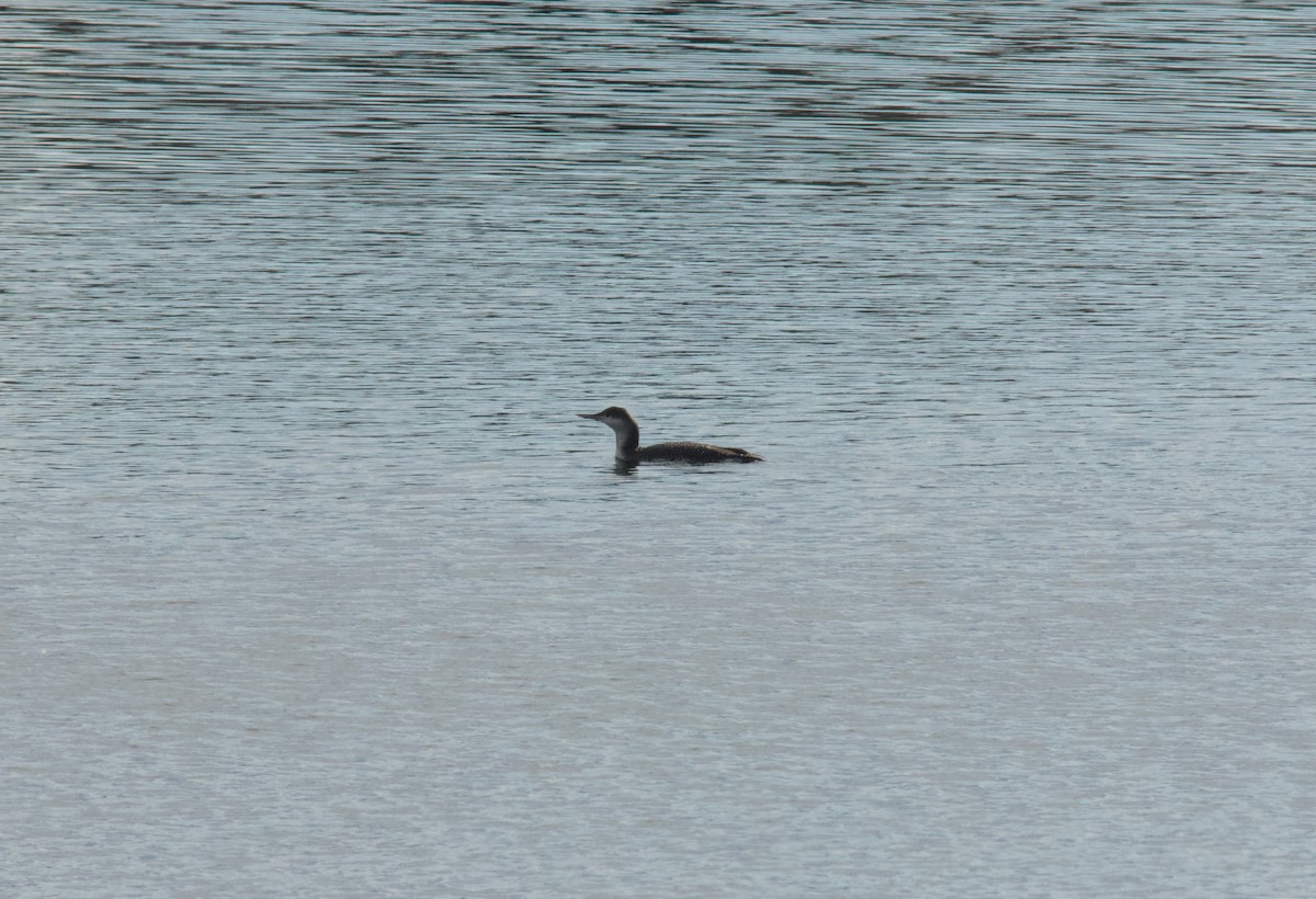 smålom - ML644961133