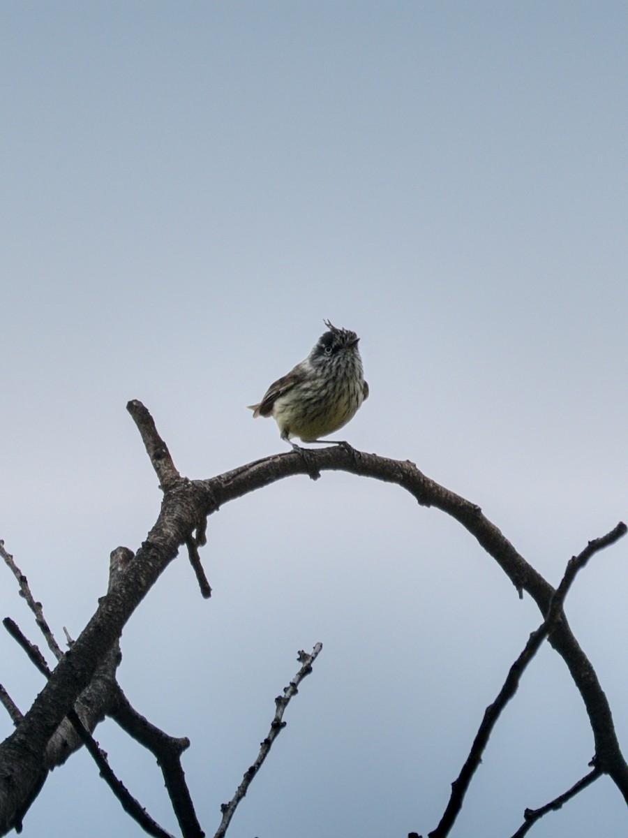 Tufted Tit-Tyrant - ML644961147