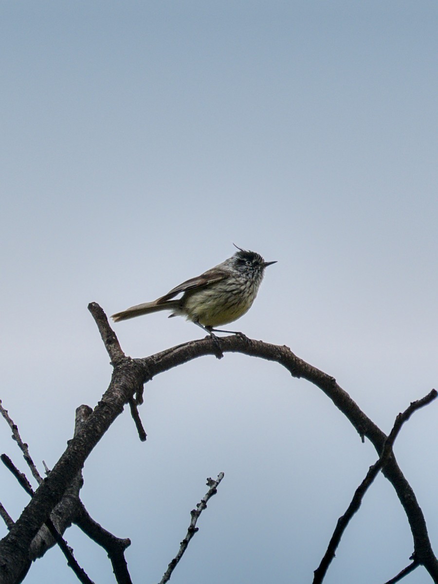 Tufted Tit-Tyrant - ML644961149
