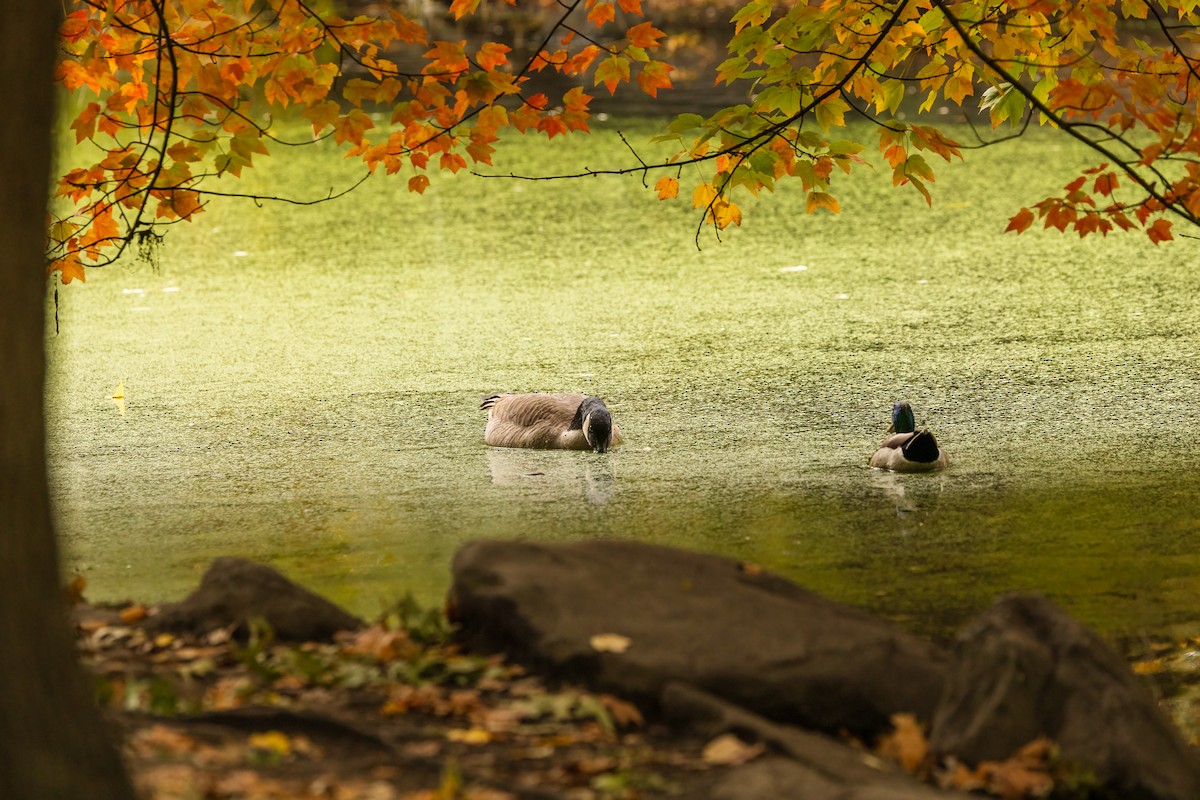 Canada Goose - ML644961161