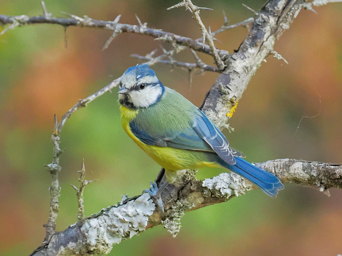 Cinciarella - ML644961162