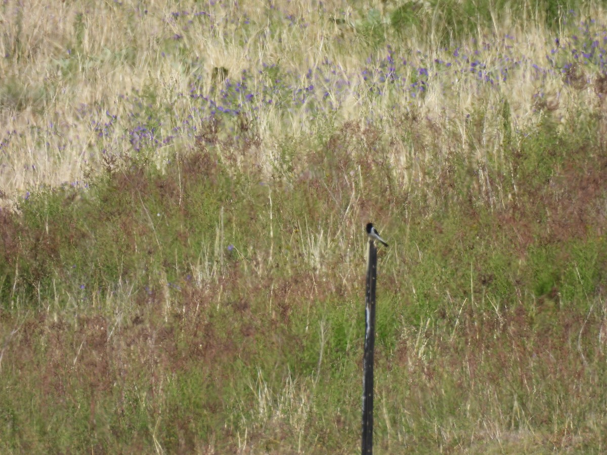 Пегая дриада - ML644961167