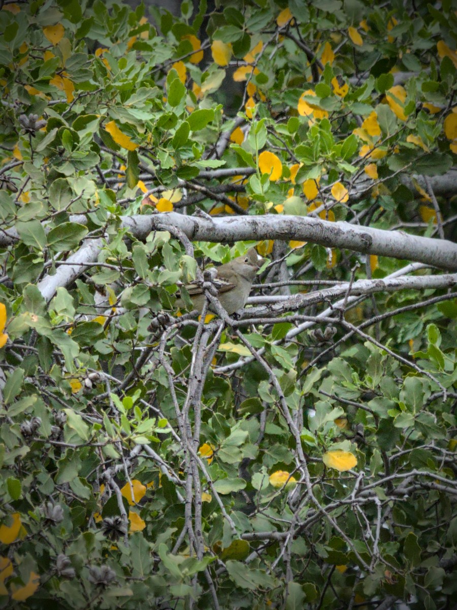 White-crested Elaenia - ML644961174