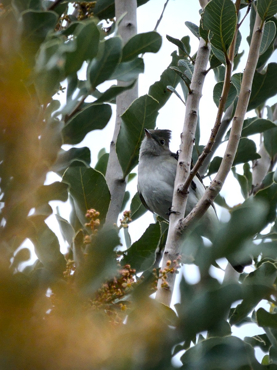 White-crested Elaenia - ML644961175