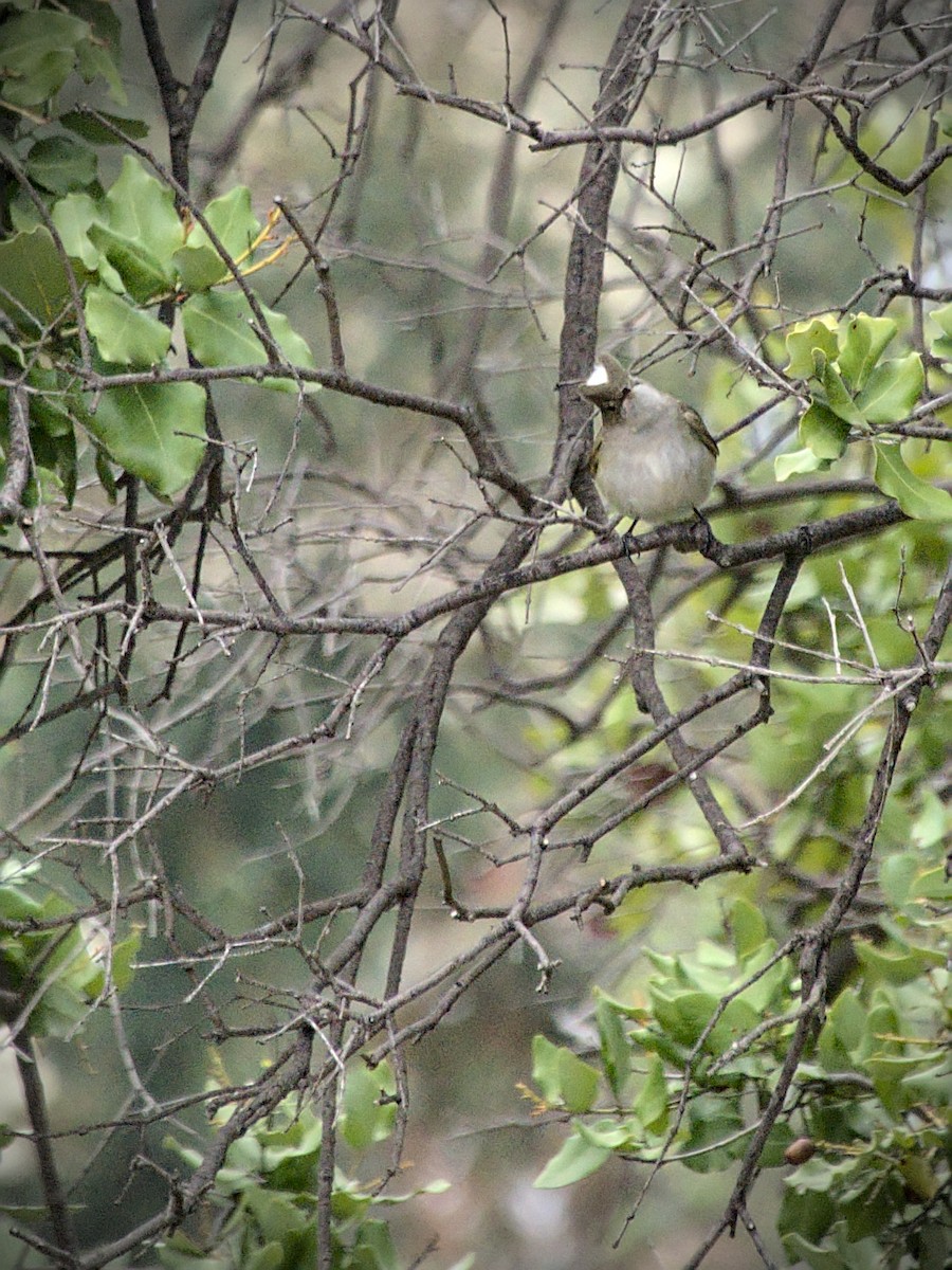 White-crested Elaenia - ML644961176