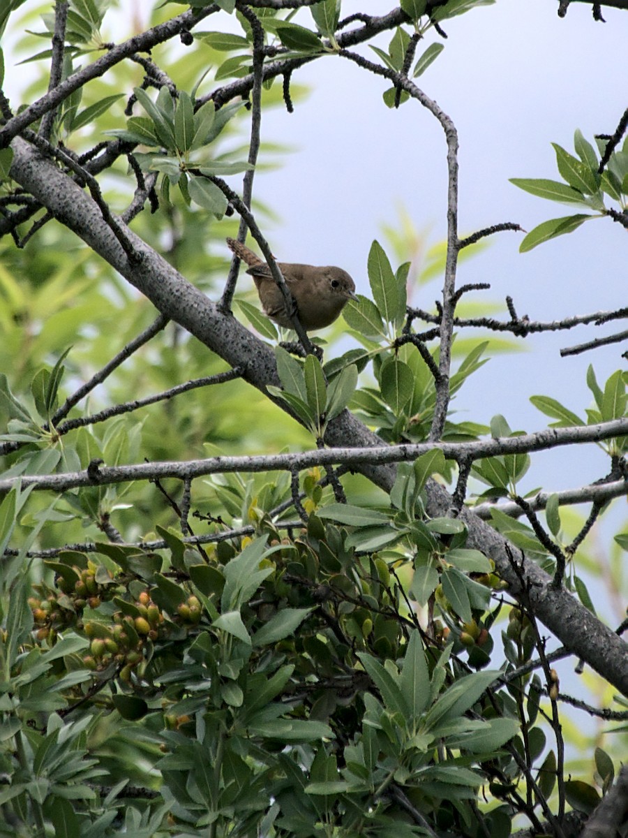 Southern House Wren - ML644961186