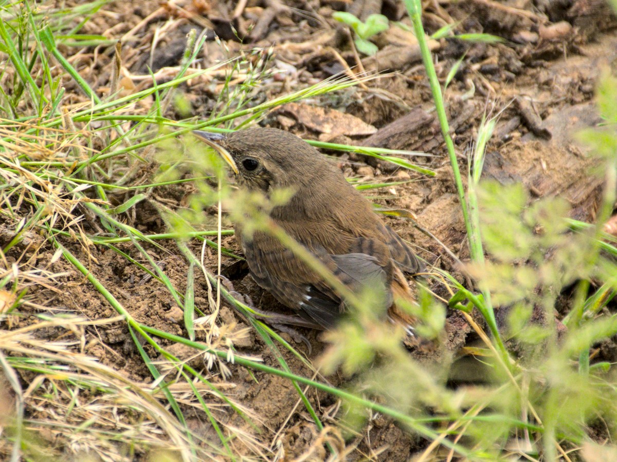 Southern House Wren - ML644961187