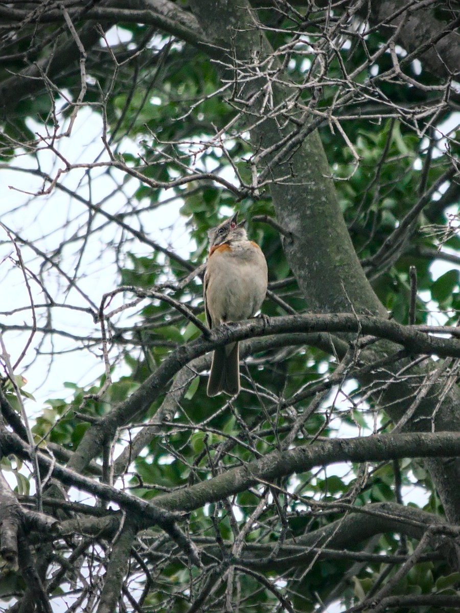 Rufous-collared Sparrow - ML644961195