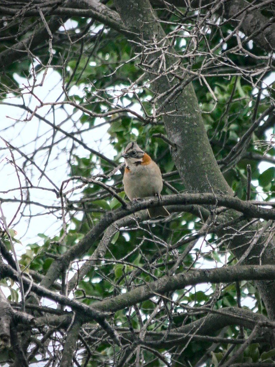 Rufous-collared Sparrow - ML644961196