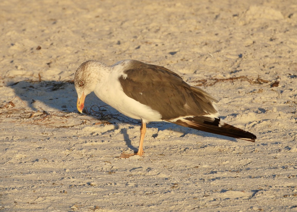 Lesser Black-backed Gull - ML644961217