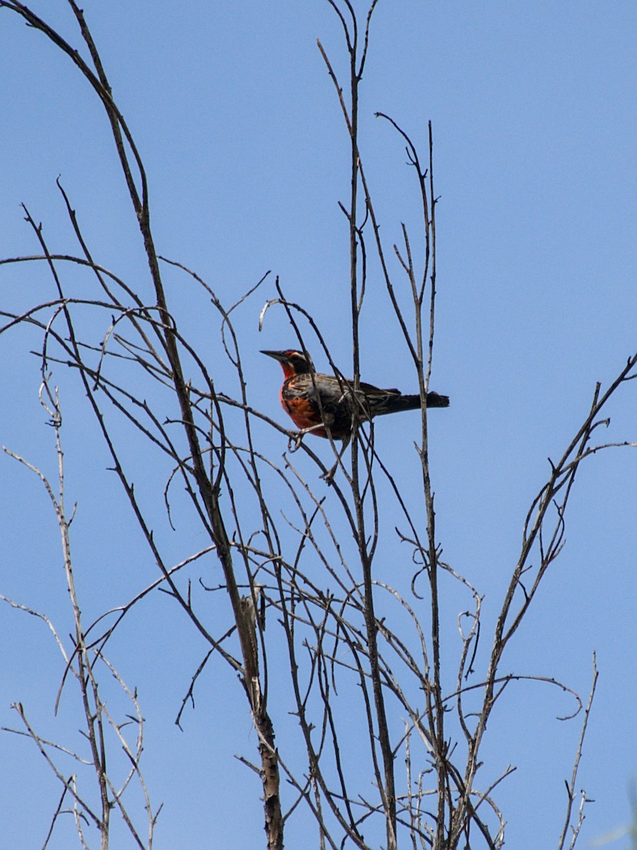 Long-tailed Meadowlark - ML644961219