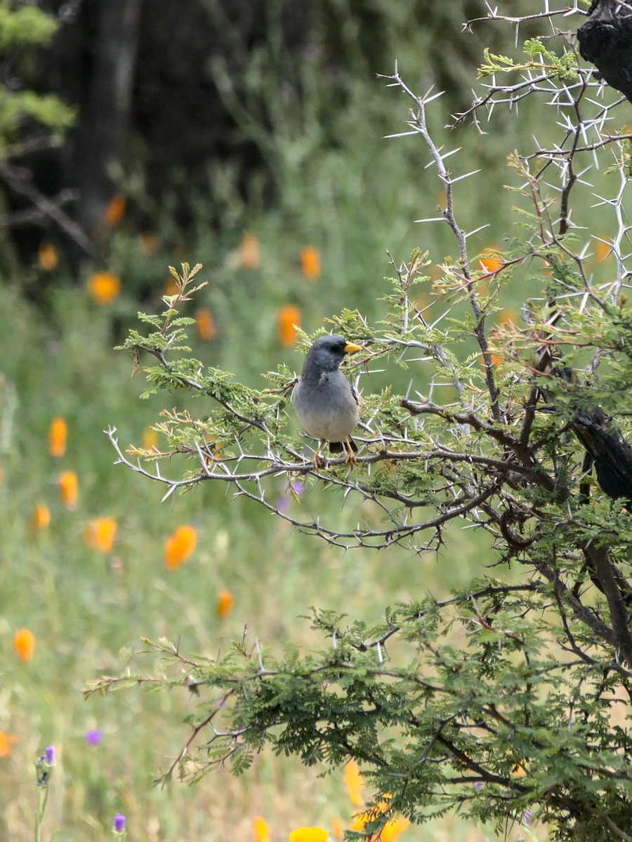 Band-tailed Sierra Finch - ML644961225