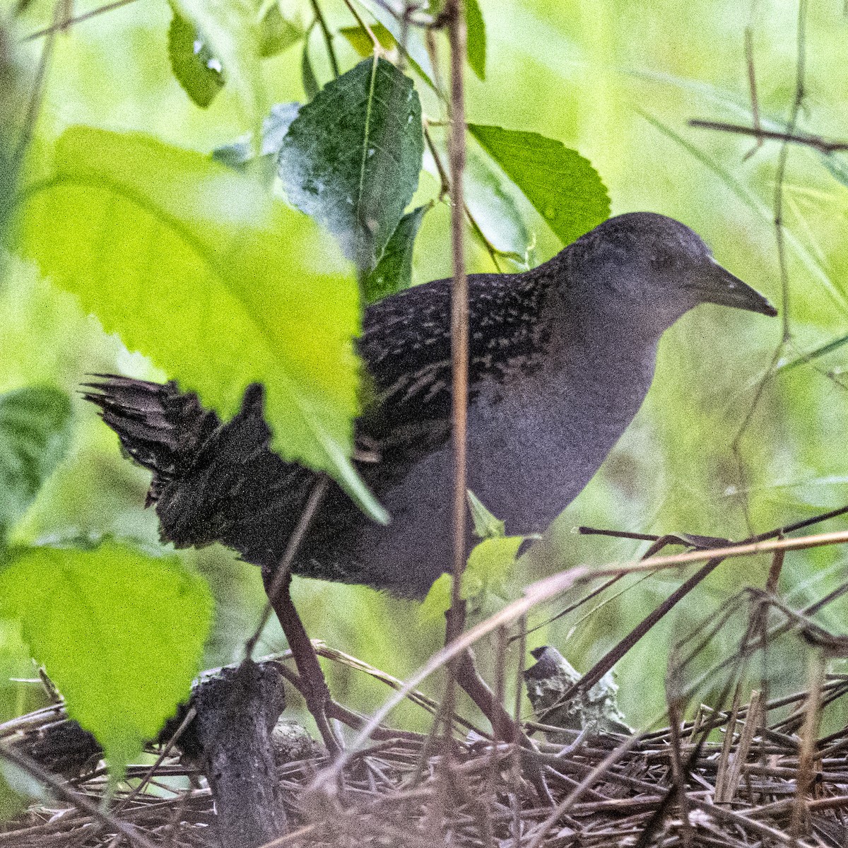 Ash-throated Crake - ML644961241