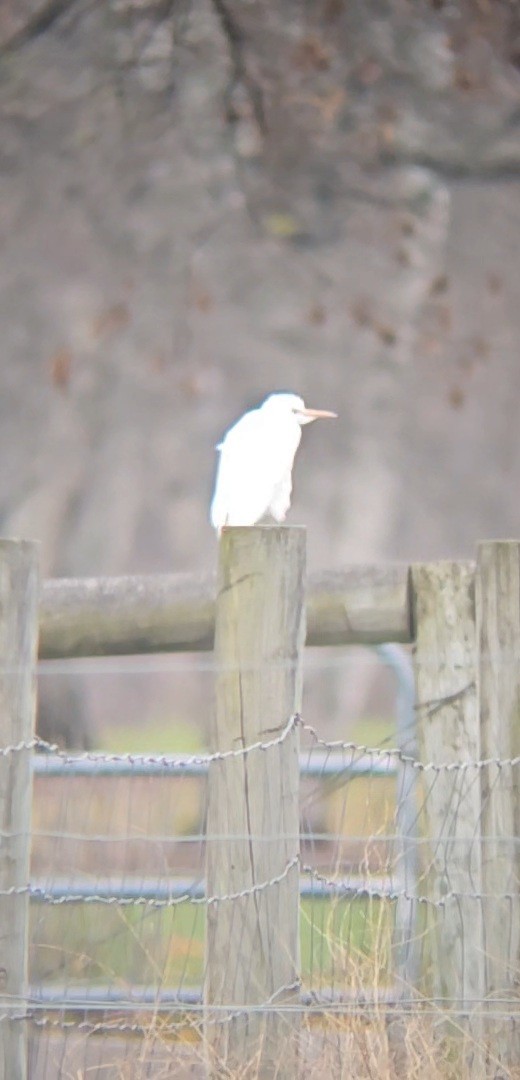 volavka rusohlavá - ML644961244