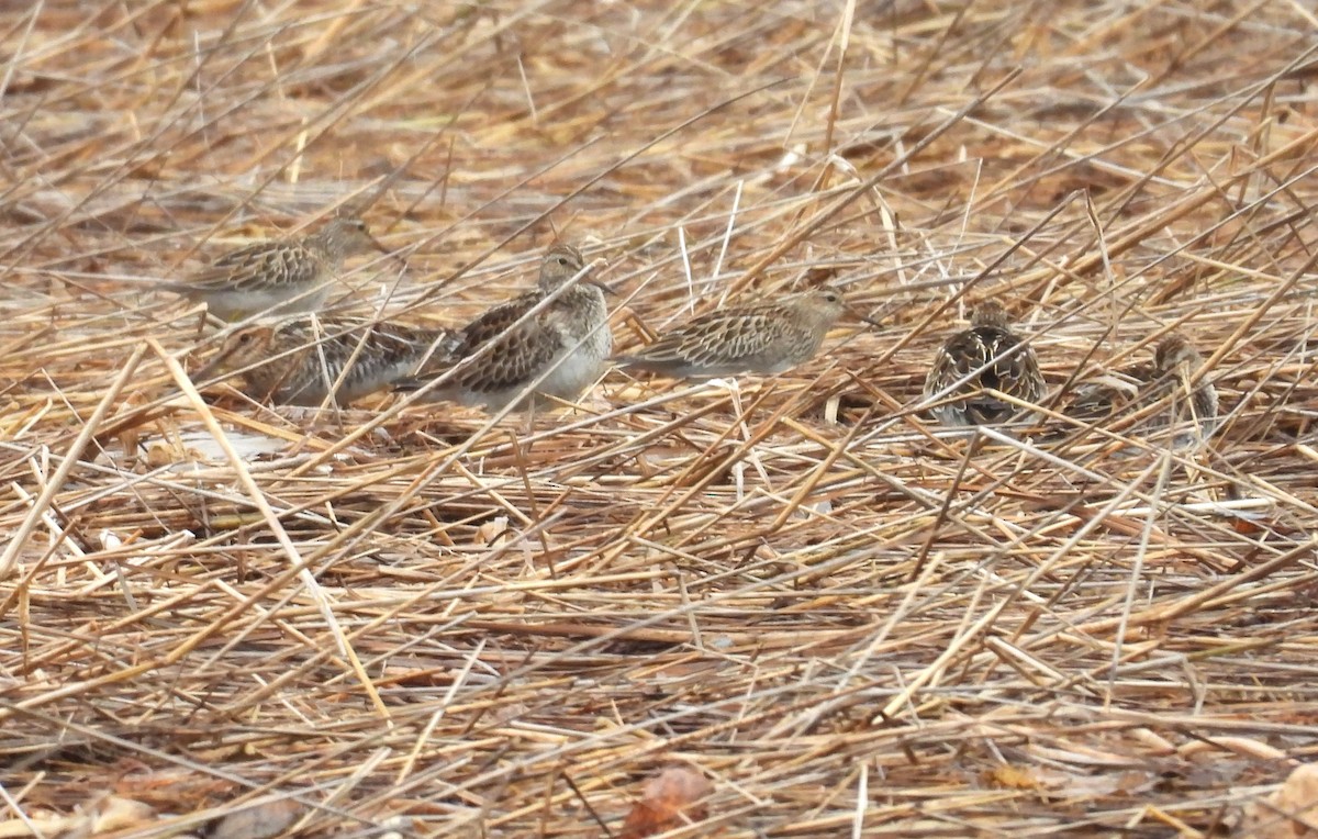 alaskasnipe - ML644961272