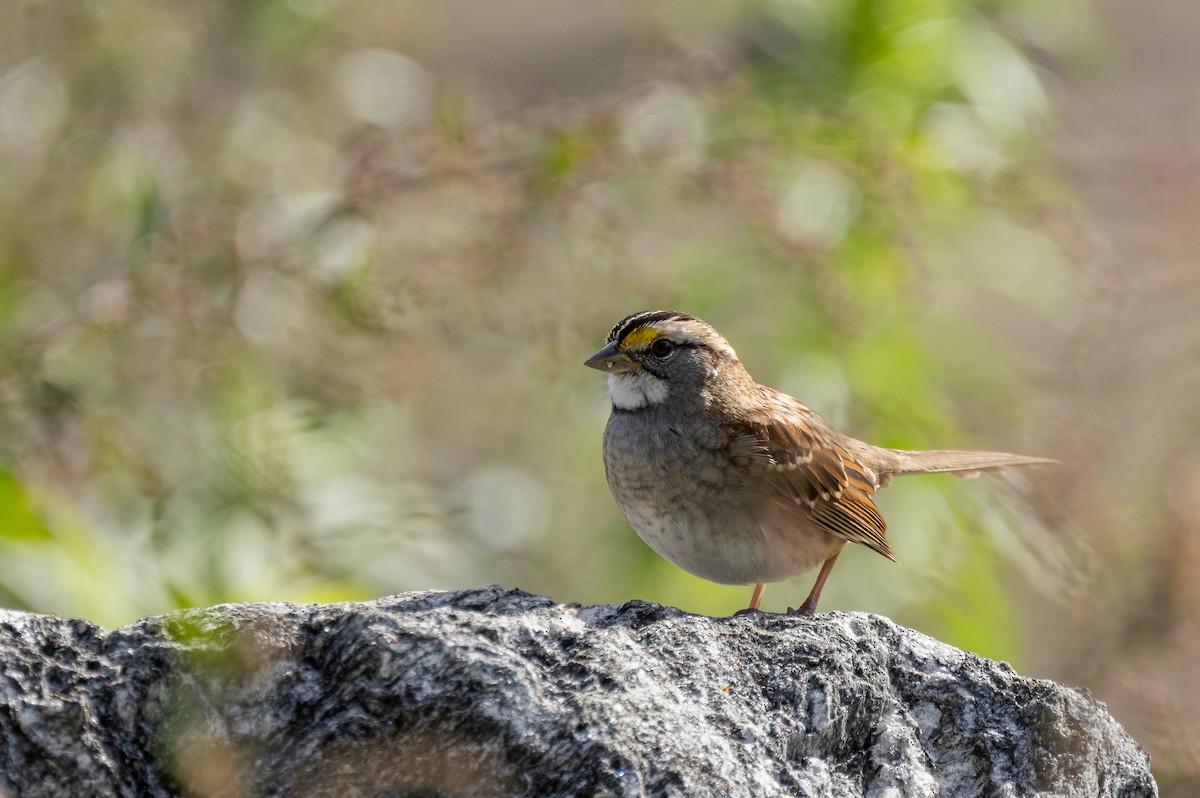 White-throated Sparrow - ML644961281