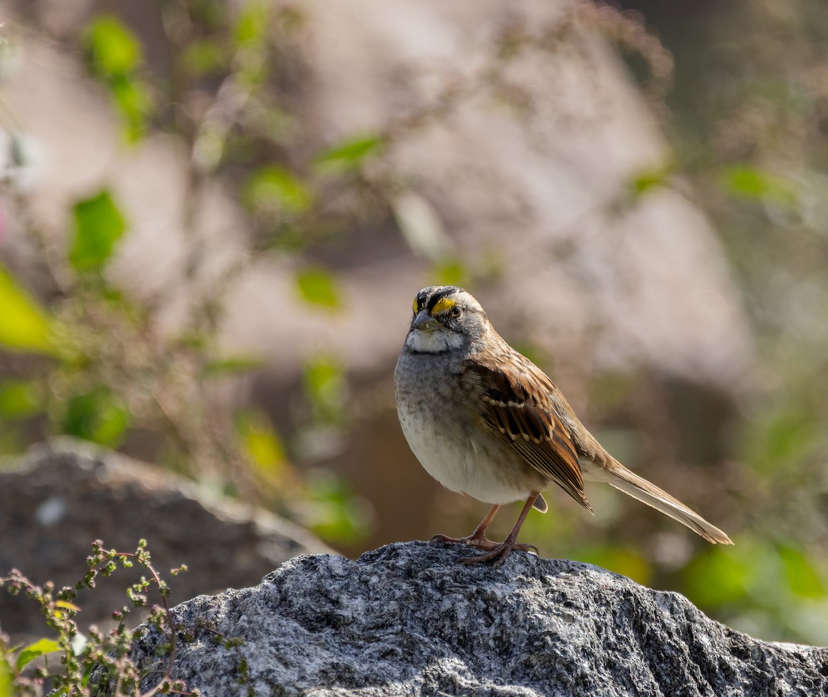 White-throated Sparrow - ML644961282