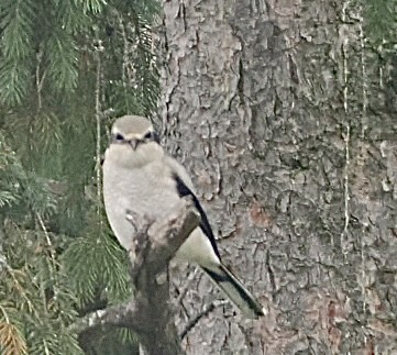 Northern Shrike - ML644961286