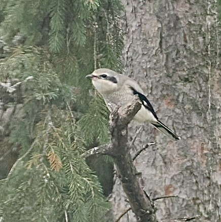 Northern Shrike - ML644961287