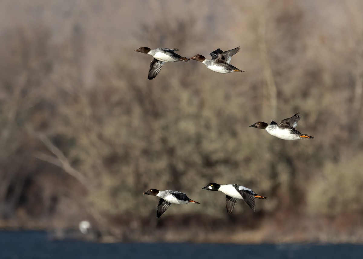 Common Goldeneye - ML644961292