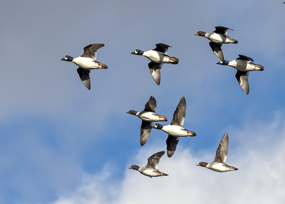 Barrow's Goldeneye - ML644961300
