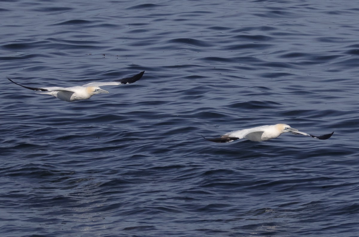 Northern Gannet - ML644961311