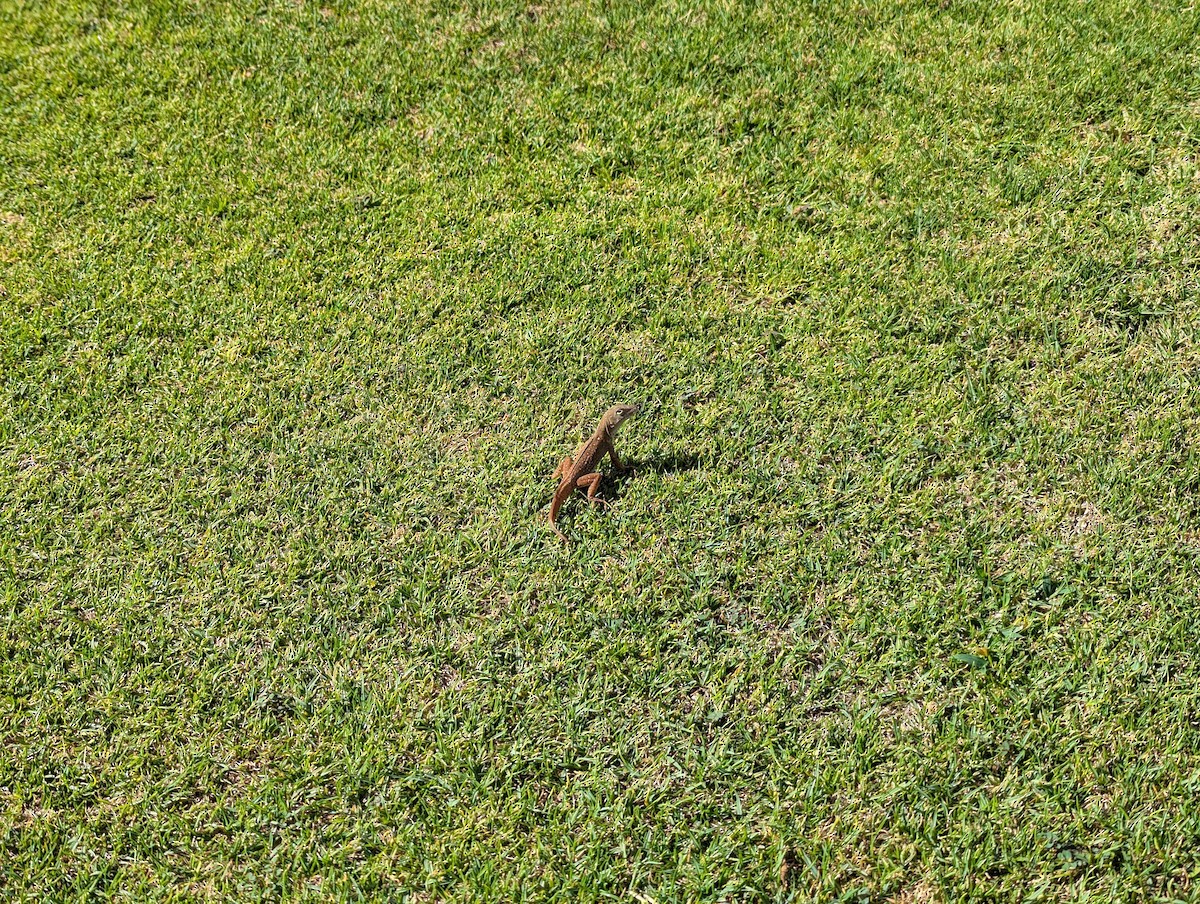 Brown Anole - ML644961328