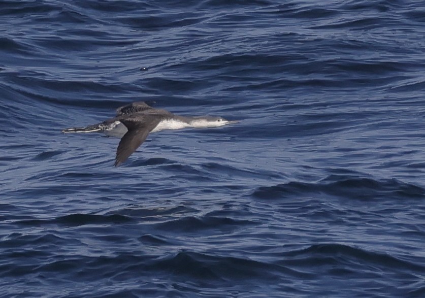 Red-throated Loon - ML644961334