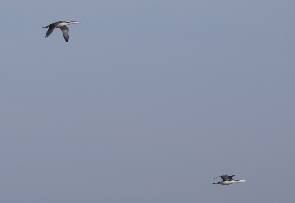 Red-throated Loon - ML644961337