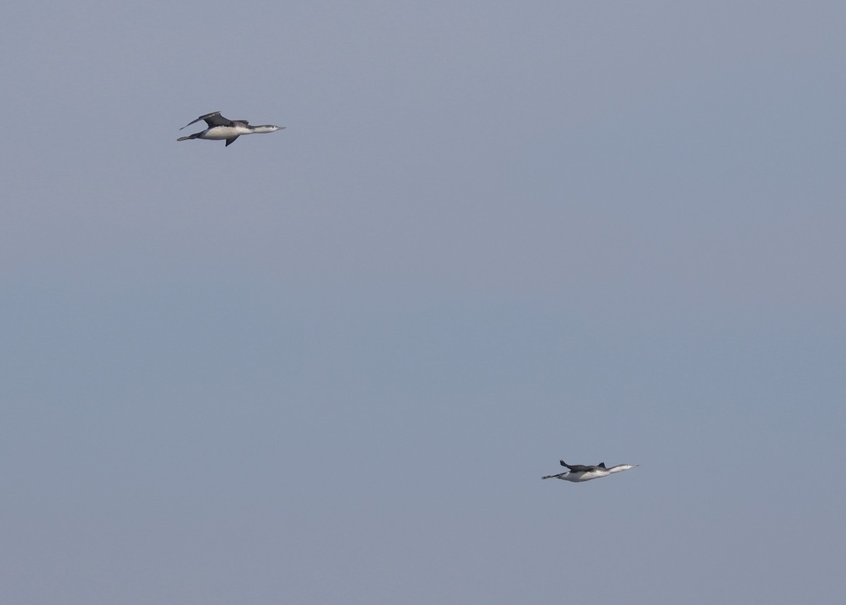 Red-throated Loon - ML644961338