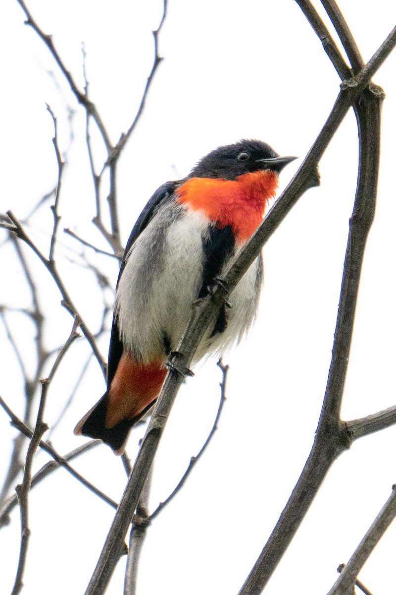 Mistletoebird - ML644961340