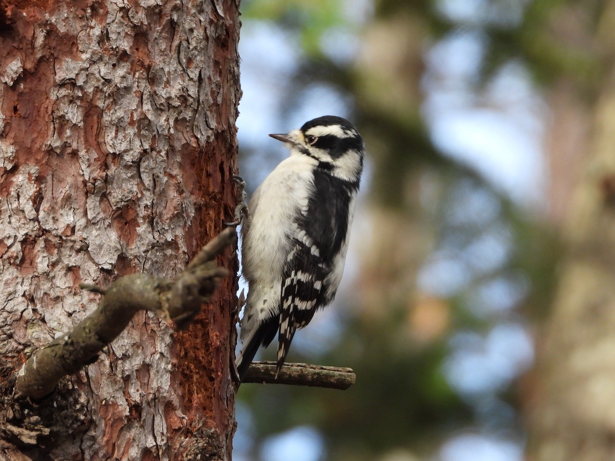 Downy Woodpecker - ML644961356