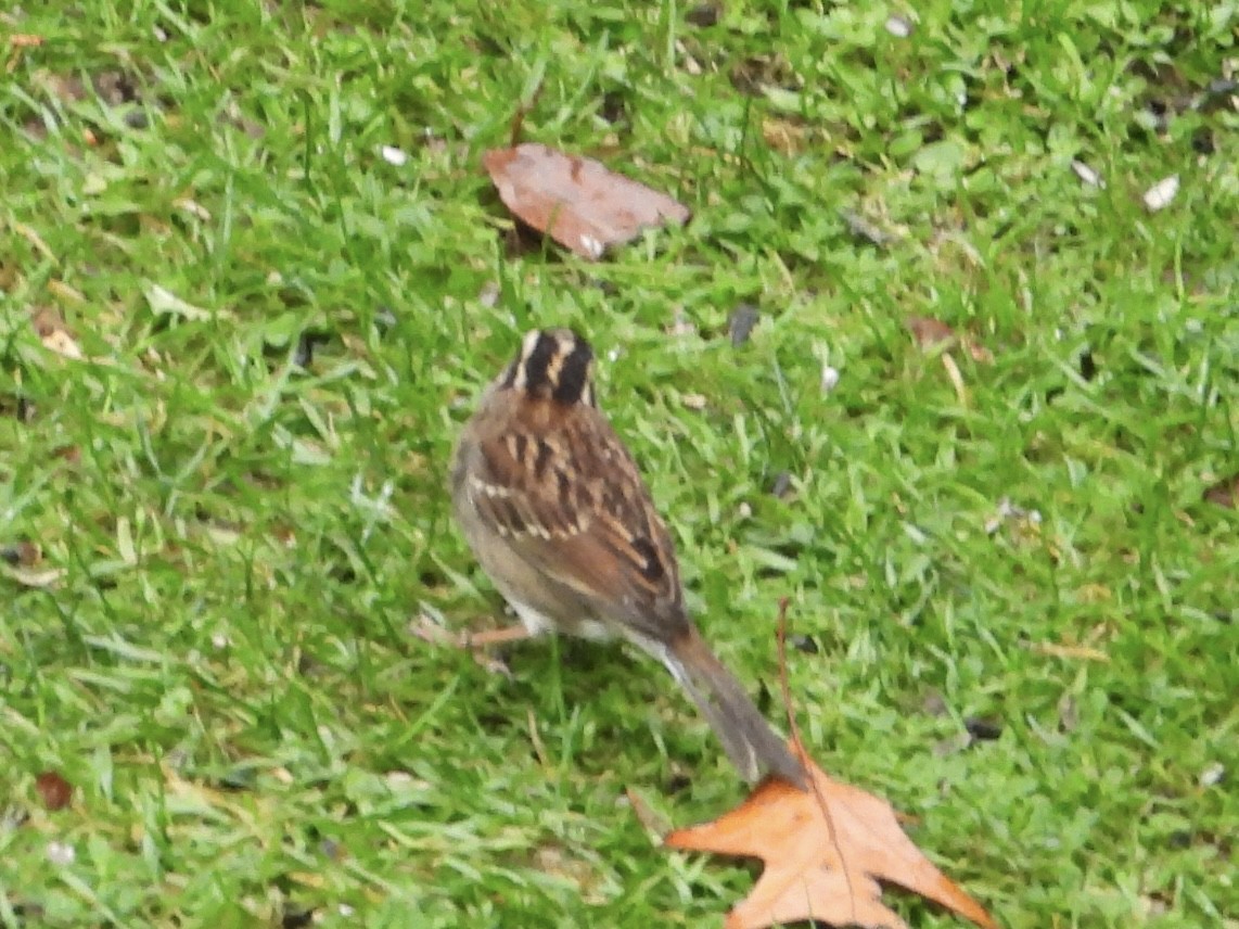 White-throated Sparrow - ML644961360