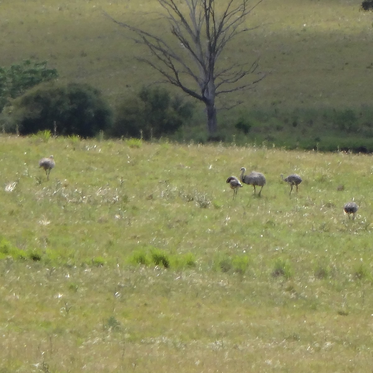 Greater Rhea - ML644961380