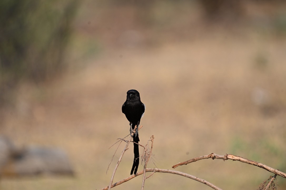Magpie Shrike - ML644961388