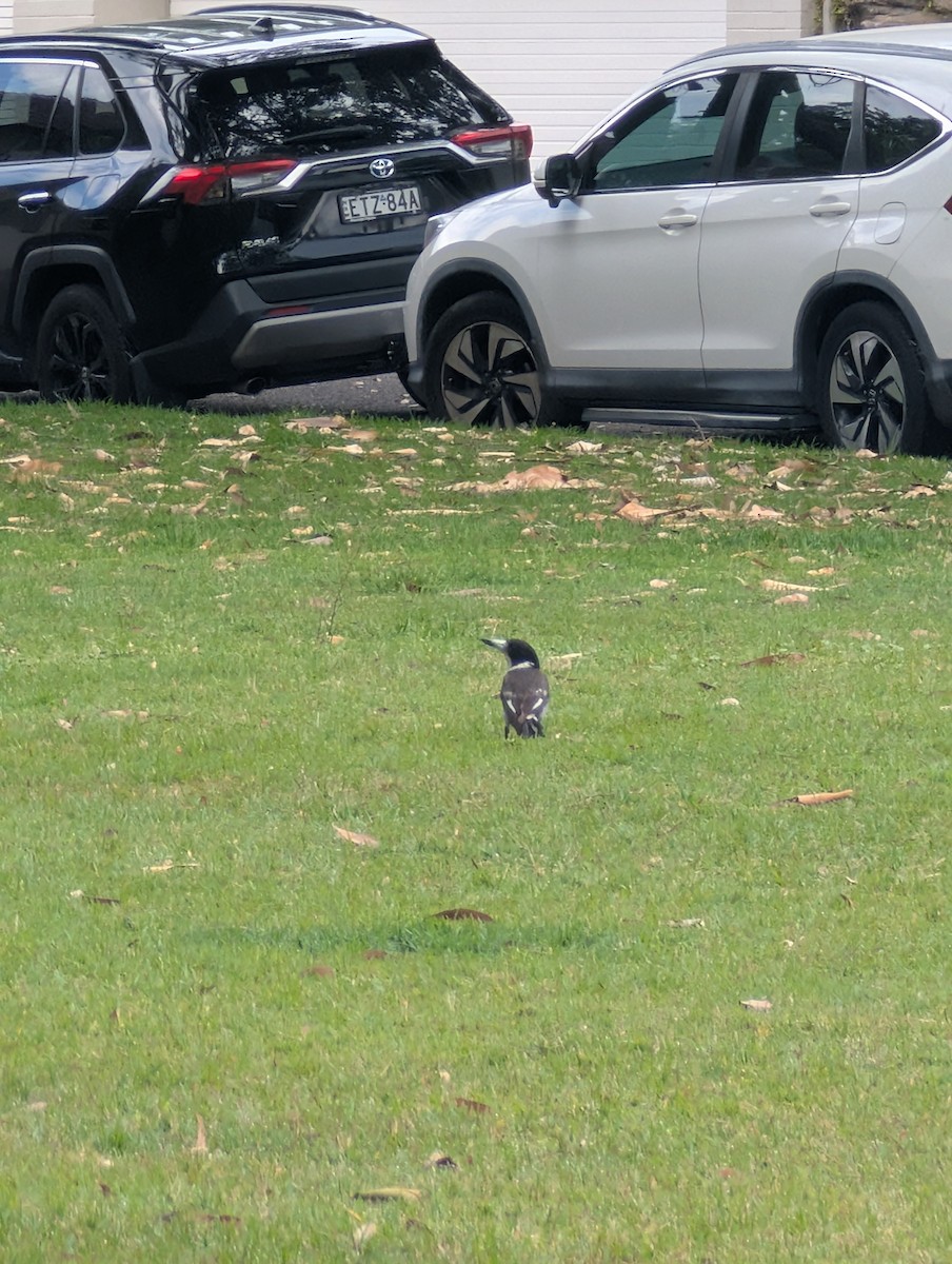 Gray Butcherbird - ML644961391