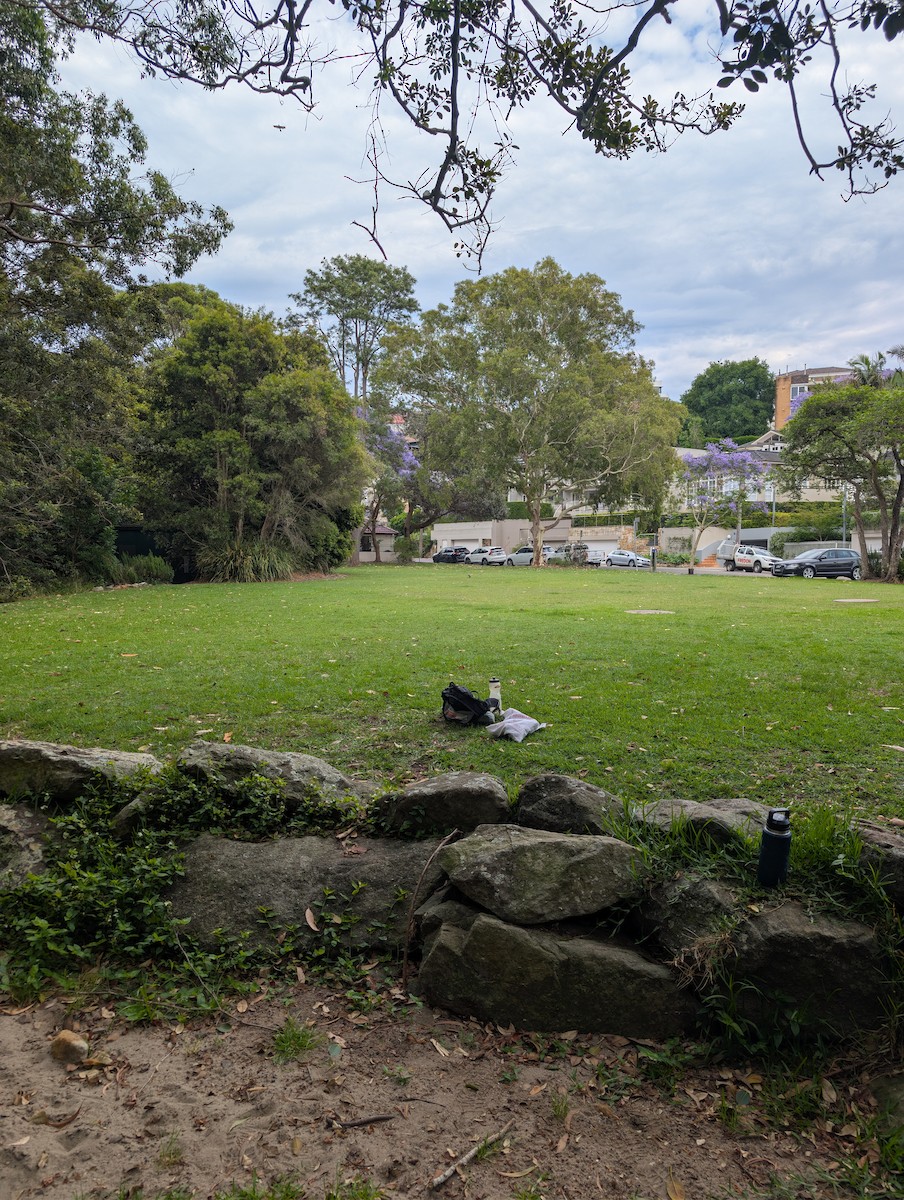 Gray Butcherbird - ML644961392